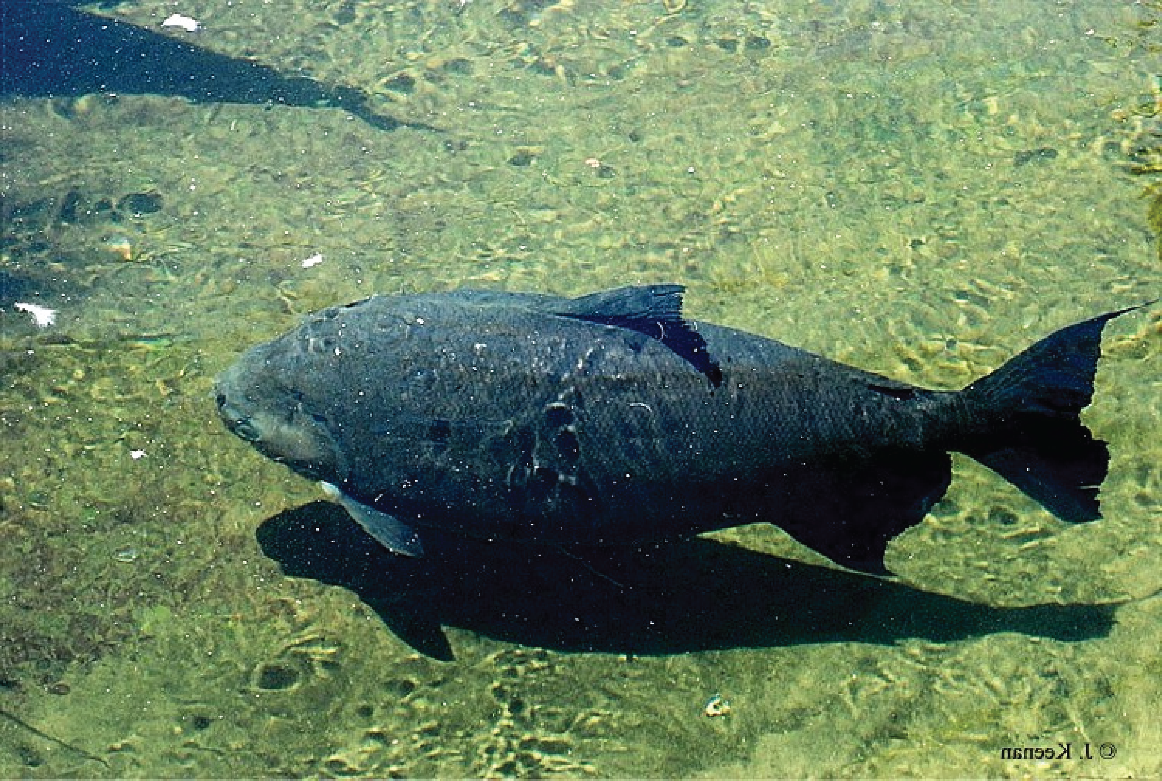 Habitat Ikan Bawal