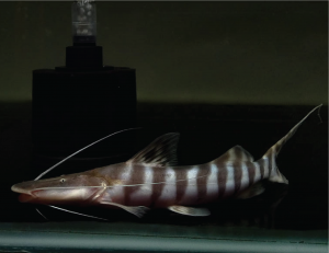 tigrinus catfish ikan zebra