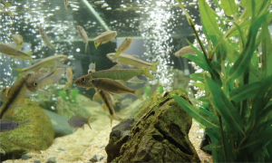 9 ikan dipelihara tanpa aerator