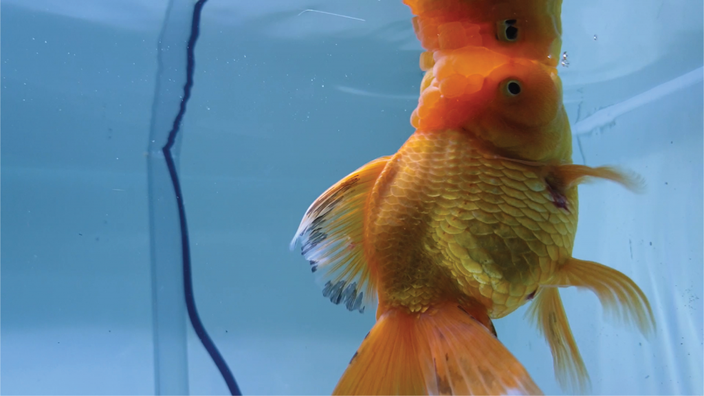 5 Filter akuarium untuk ikan koki