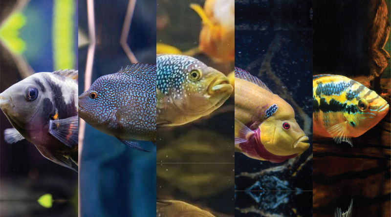 9 jenis ikan american cichlid yang bisa kamu pelihara
