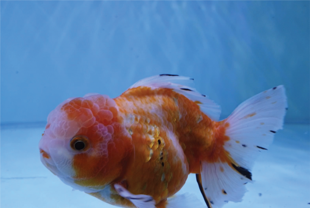 Apakah ikan koki perlu heater