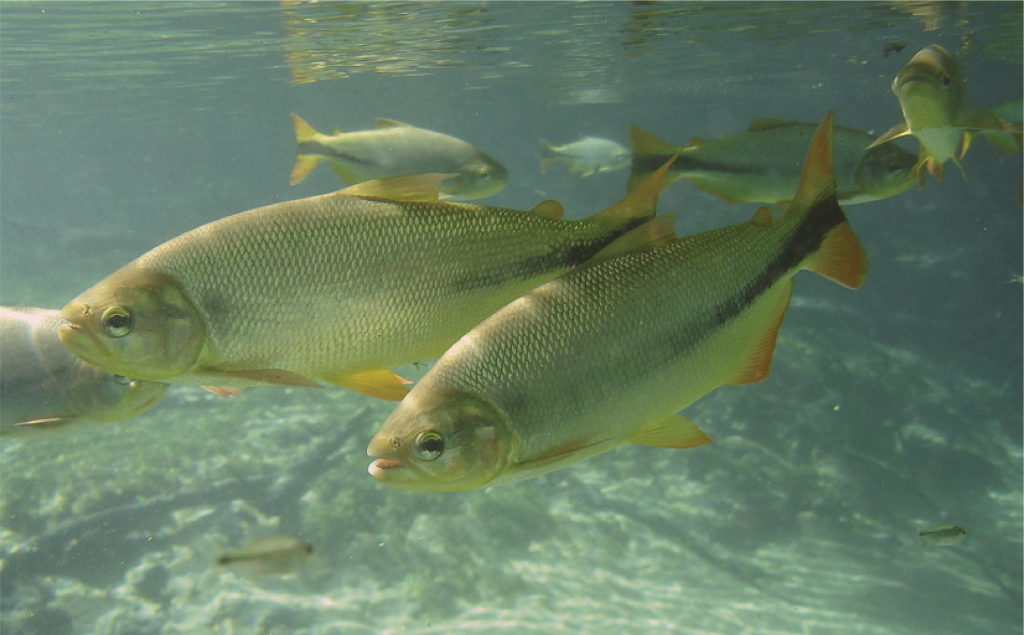 Brycon hilarii ikan bandeng kuning golden dorado