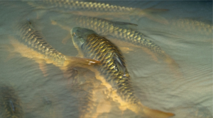Golden Mahseer Ikan Tor Putitora