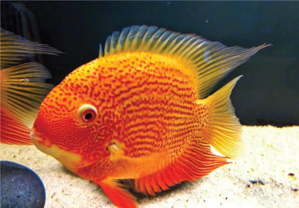 Ikan Red Severum Cichlid