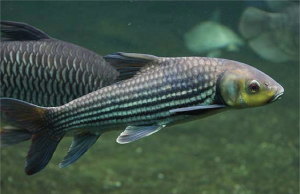 Jullieni Barb Ikan Carp Pembersih Asia Tenggara