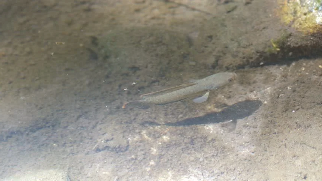 Kenapa india surga para ikan channa