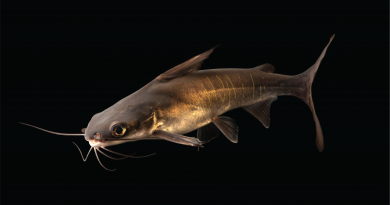 Papua Shark Catfish Neoarius berneyi