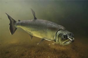 Payara Armatus Si Ikan Vampir Predator