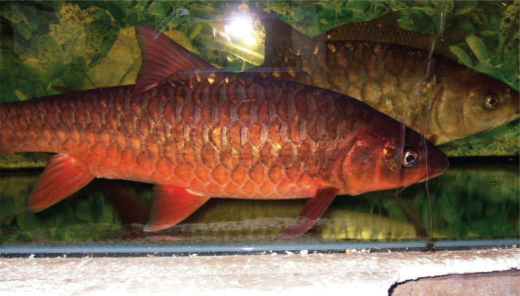 Red Mahseer Si Ikan Rudal merah Merona Tor Sinensis