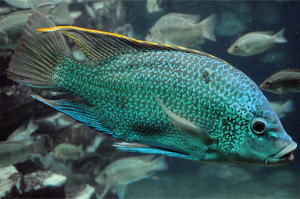 Tanganyikan Tilapia Ikan Nila Mewah