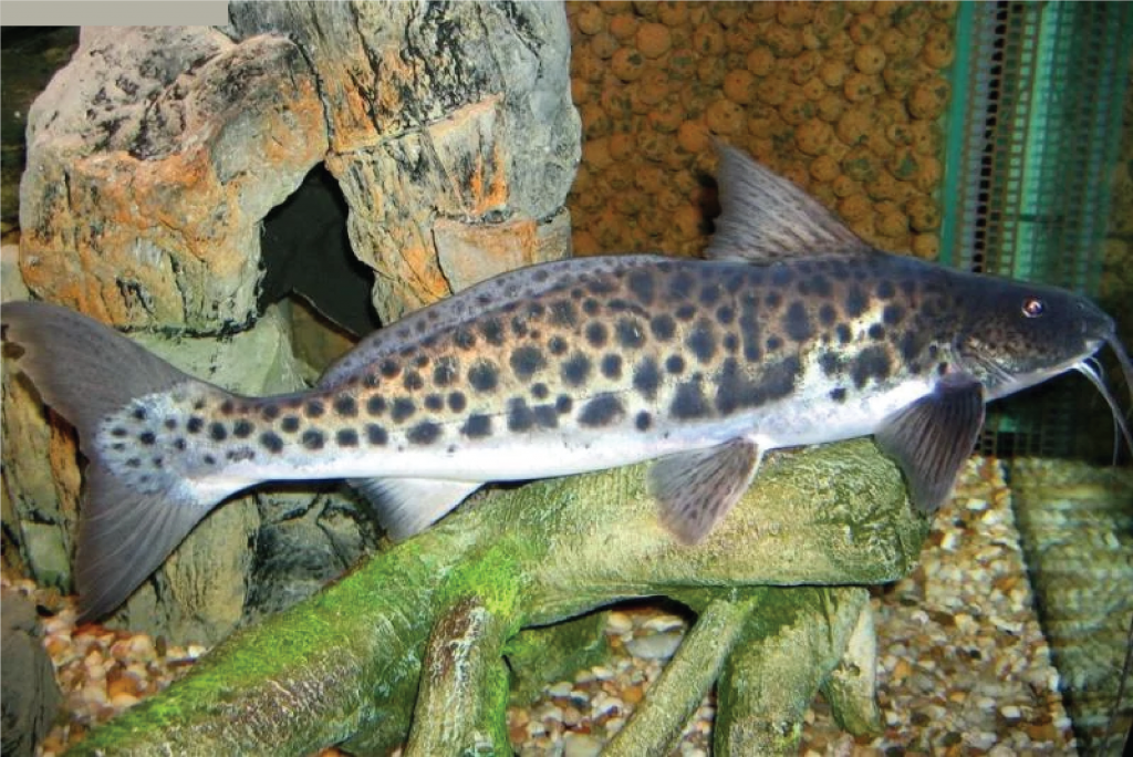 Vulture Catfish Si Ikan Lele Amazon