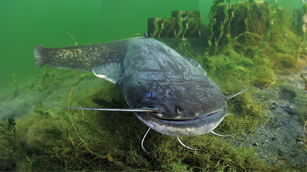 Wels Catfish ikan monster lele raksasa catfish