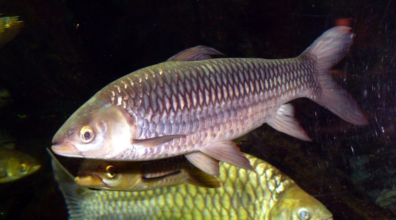 Ikan Jelawat asli air tawar indonesia