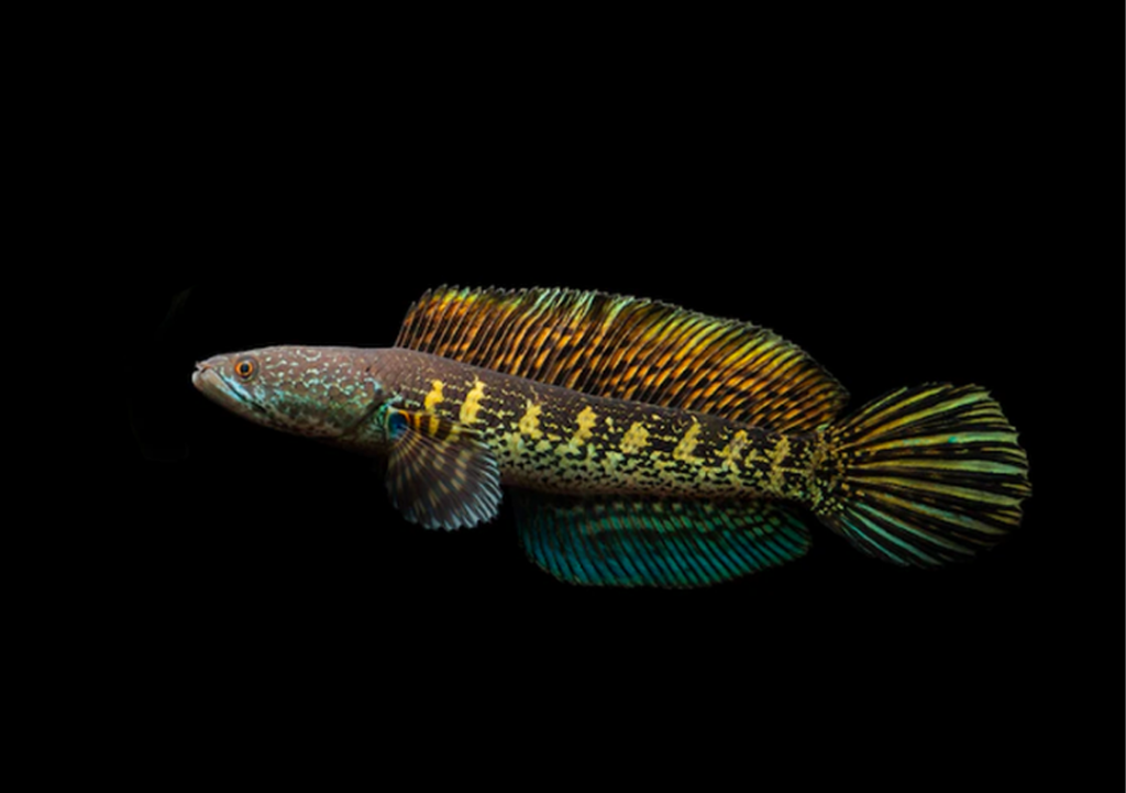 channa auranti - Nakama Aquatics