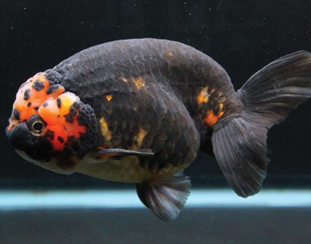 Pelihara Ini Aja!! 7 Ikan Hias Air Tawar yang Mudah Dipelihara - Na…