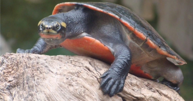 Tips merawat kura-kura Dada Merah