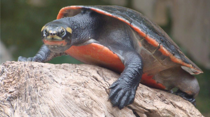 Tips merawat kura-kura Dada Merah