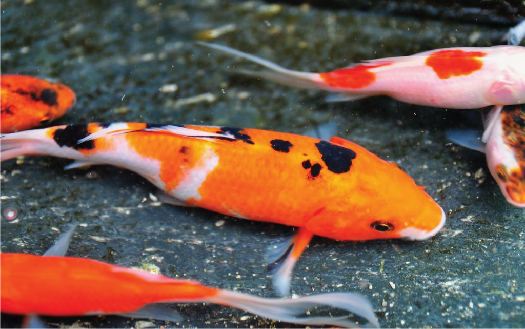 tankmate ikan koi digabung