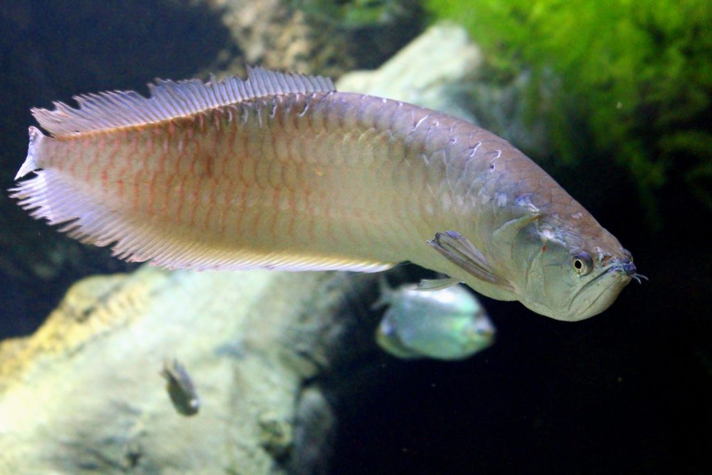 Ikan Arwana