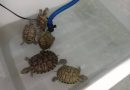 Panduan Cara Merawat Kura-kura Brazil yang Mudah Bagi Pemula