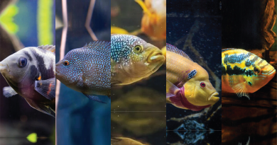 9 jenis ikan american cichlid yang bisa kamu pelihara