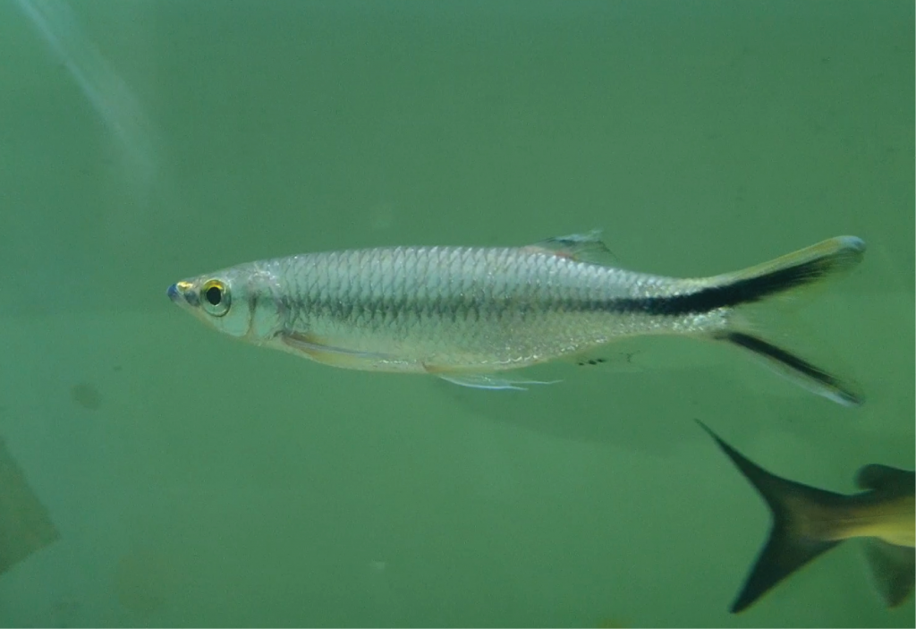 Apollo Shark Si Ikan Hiu Indonesia dengan sebutan hiu
