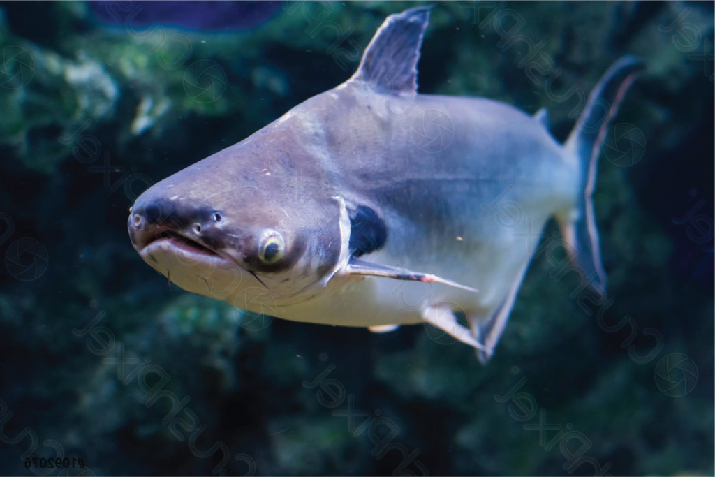 Black Ear Catfish Si Ikan Hiu Air Tawar Bertelinga Hitam