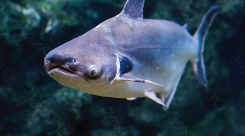 Black Ear Catfish Si Ikan Hiu Air Tawar Bertelinga Hitam