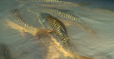 Golden Mahseer Ikan Tor Putitora
