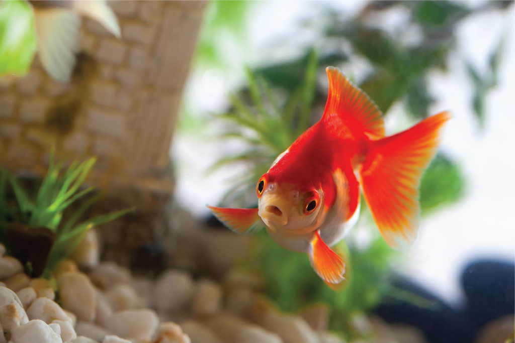 Ikan Koki bisa dipelihara di tank 30 cm