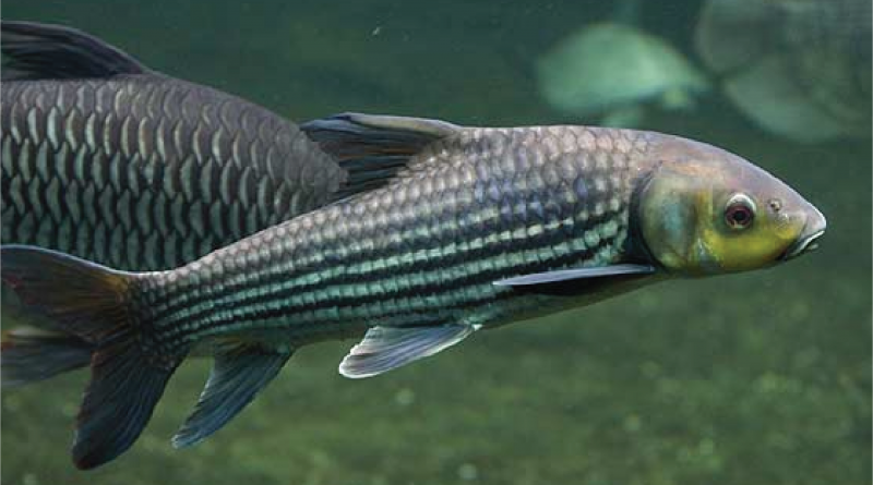 Jullieni Barb Ikan Carp Pembersih Asia Tenggara