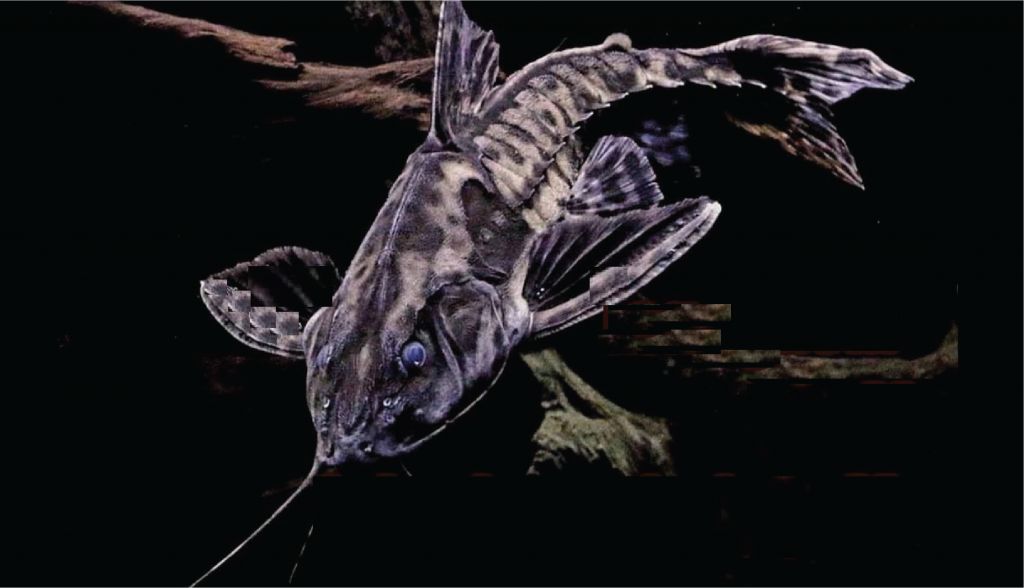 Megalodoras Irwini Si Ikan Lele Purba Giant Talking Catfish