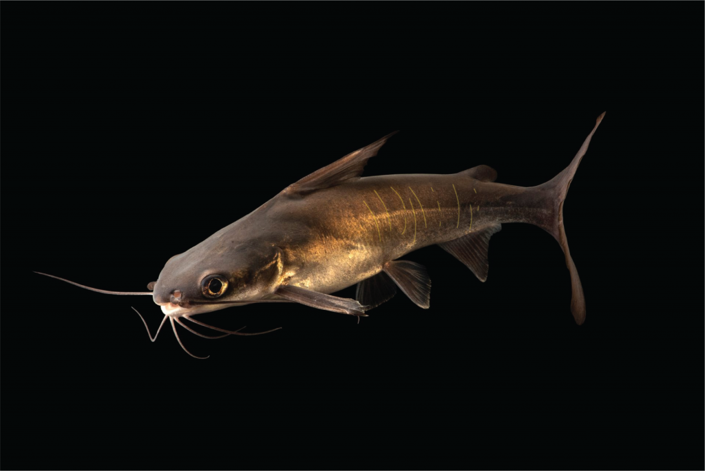 Papua Shark Catfish Neoarius berneyi