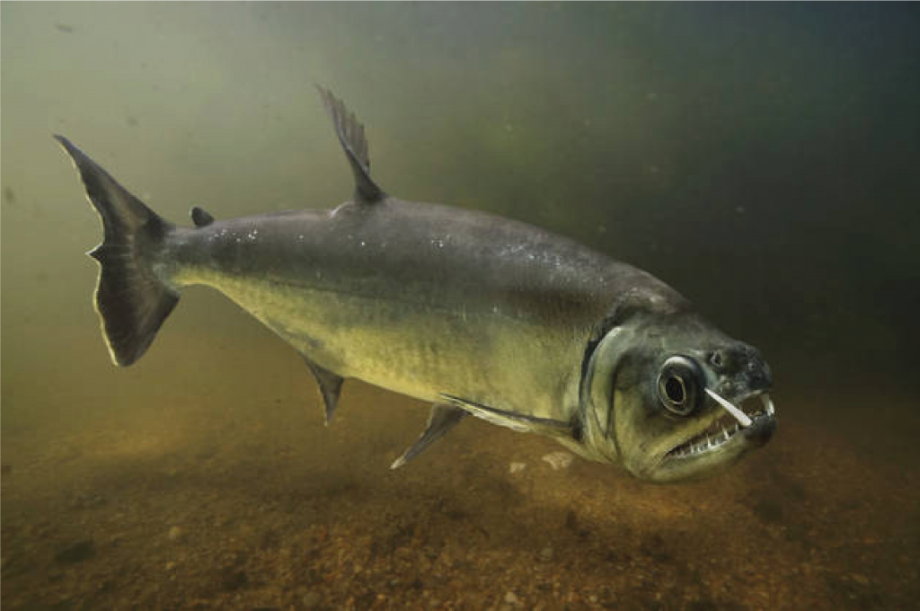 Payara Armatus Si Ikan Vampir Predator