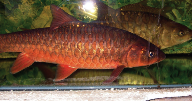 Red Mahseer Si Ikan Rudal merah Merona Tor Sinensis