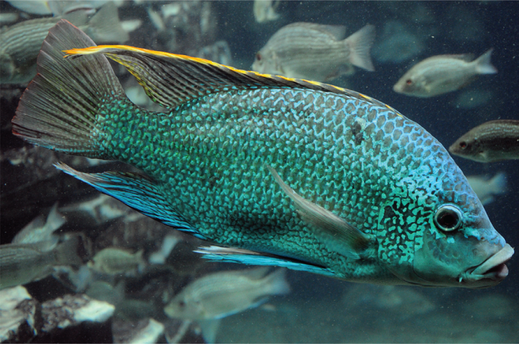 Tanganyikan Tilapia Ikan Nila Mewah