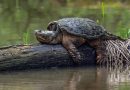 Apakah Kura-kura Common Snapping Turtle Berbahaya?