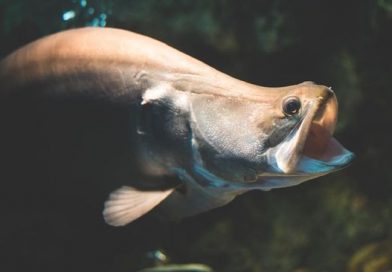 Chitala Lopis, Ikan Belida Yang Kembali dari Kepunahannya